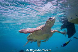 Tortuga Cahuama,in San Pedro belize by Alejandro Topete 